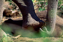 African elephant touches resting baby wih foot and trunk {Loxodonta africana} Kenya