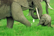 African elephant + baby grazing {Loxodonta africana} Kenya