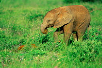 African elephant baby eating dung {Loxodonta africana} Kenya