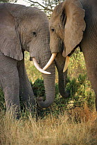 African elephants head to head {Loxodonta africana} Kenya