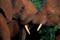African elephants interact with trunks {Loxodonta africana} Kenya