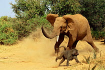 African elephant {Loxodonta africana} charging at Baboon, Kenya