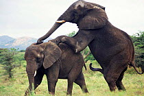 African elephants mating {Loxodonta africana} Kenya