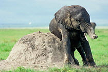 Baby African elephant rubbing on termite mound {Loxodonta africana} Kenya