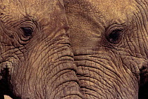African elephants head to head {Loxodonta africana} Kenya