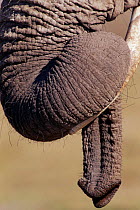 African elephant trunk resting on tusk {Loxodonta africana} Kenya