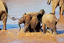 Three Baby African elephants playing in water {Loxodonta africana} Kenya