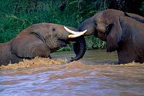 African elephants fighting in river {Loxodonta africana} Kenya
