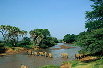 African elephant herd crossing river lead by matriarch {Loxodonta africana} Kenya