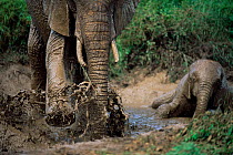 African elephants mud bathing {Loxodonta africana} Kenya