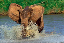 African elephant splashing through water {Loxodonta africana} Kenya