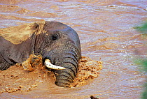 African elephant bathing in river {Loxodonta africana} Kenya