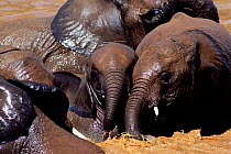 African elephant family group bathing {Loxodonta africana} Kenya
