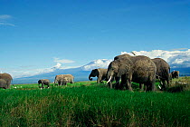 African elephant herd grazing with Kilimanjaro behind {Loxodonta africana} Amboseli