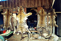 Illegal wildlife products for sale including tiger and leopard skins, Tachileh, Burma