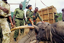 Translocating tranquillised African elephant {Loxodonta africana} Kenya