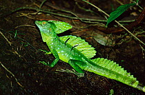 Basilisk / Jesus Christ lizard {Basiliscus basiliscus} Costa Rica