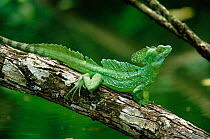 Basilisk / Jesus Christ lizard {Basiliscus basiliscus} Costa Rica