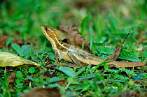 Basilisk / Jesus Christ lizard moulting {Basiliscus basiliscus} Costa Rica