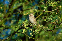 Clay coloured sparrow {Spizella pallida} Sonora, Mexico
