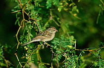 Clay coloured sparrow {Spizella pallida} Sonora, Mexico