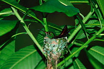 Rufous tailed hummingbird on nest {Amazilia tzacatl} Tortugero NP, Costa Rica