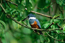 Ringed kingfisher {Ceryle torquata} Tortugero NP, Costa Rica