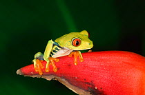 Red eyed tree frog {Agalychnis callidryas} Tortugero NP, Costa Rica