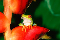 Red eyed tree frog {Agalychnis callidryas} Tortugero NP, Costa Rica