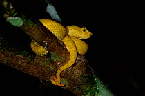 Yellow Eyelash viper {Bothrops schlegeli} Tortugero NP, Costa Rica