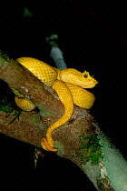 Yellow Eyelash viper {Bothrops schlegeli} Tortugero NP, Costa Rica
