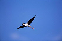 Black necked stilt in flight {Himantopus mexicanus} Arizona, USA