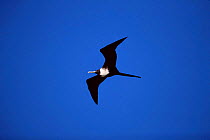 Magnificant frigatebird, female flying {Fregeta magnificens} Sonora, Mexico