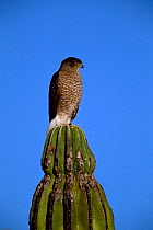 Cooper's hawk {Accipiter cooperii} perched on cardon cactus, Sonora, Mexico