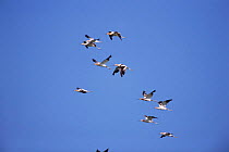 Flock of American avocet in flight {Recurvirostra americana} Arizona, USA