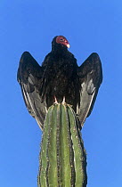 Turkey vulture {Cathartes aura} sunning on cardon cactus, Sonora, Mexico