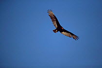 Turkey vulture {Cathartes aura} in flight Sonora, Mexico