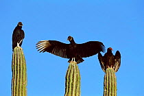 Black vulture {Coragyps atratus} and Turkey vulture {Cathartes aura} sunning, Sonora, Mexico.