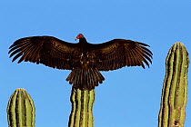 Turkey vulture {Cathartes aura} sunning on cardon cactus, Sonora, Mexico