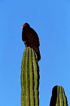 Turkey vulture {Cathartes aura} on cardon cactus, Sonora, Mexico