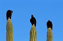 Black vultures {Coragyps atratus} + Turkey vulture {Cathartes aura} Sonora, Mexico