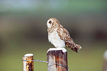 Short eared owl {Asio flammeus} Idaho, USA