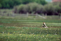 Short eared owl hunting over grass {Asio flammeus} Idaho, USA