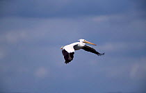 American white pelican in flkight {Pelecanus erythrorhynchos} Utah, USA