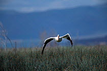 American white pelican flying {Pelecanus erythrorhynchos} Utah, USA