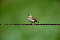 Savannah sparrow {Passerculus sandwichensis} Idaho, USA