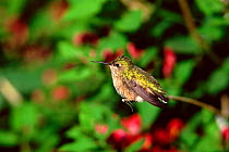 Calliope hummingbird female {Stellula calliope} Idaho, USA.
