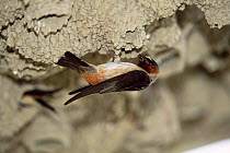 American cliff swallow at mud nest {Hirundo / Petrochelidon pyrrhonota} Utah, USA