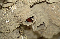 American cliff swallow in mud nest {Hirundo / Petrochelidon pyrrhonota} Utah, USA