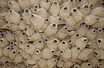 American cliff swallow mud nests {Hirundo /Petrochelidon pyrrhonota} Utah, USA